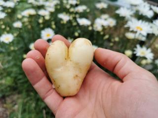 10 signes que vous êtes un vrai passionné de jardinage !