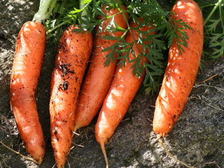 Comment conserver les carottes du jardin après leur récolte ?