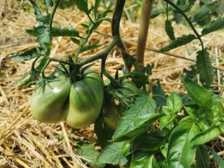 Quelle plante à côté des tomates ?