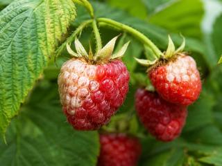 Pourquoi mes framboises ont-elles des parties blanches et sèches ?