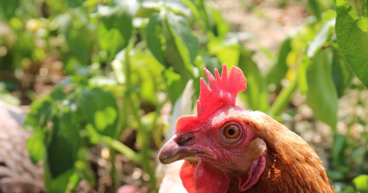 Brooding hen: how to help your hen hatch?