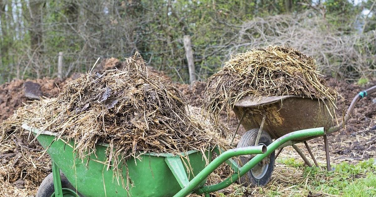 When to put manure in your garden?
