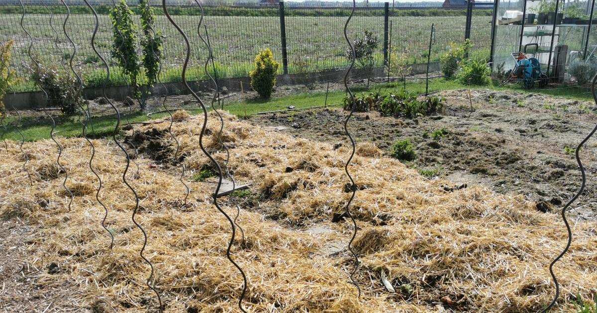 De pH-waarde van jouw moestuin De pH-waarde van jouw moestuin