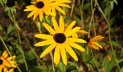 Rudbeckia