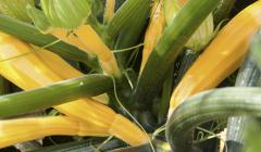 Gold Rush courgette