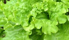 Kopfsalat zum Schneiden