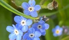 Myosotis