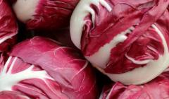 Roter Chicorée aus Treviso