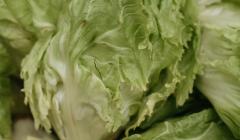 Endiviensalat cornet d'Anjou