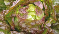 Kopfsalat Merveille des 4 saisons