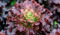 Laitue Batavia Rouge Grenobloise