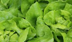 Kopfsalat Dicker Blonder Faulenzer