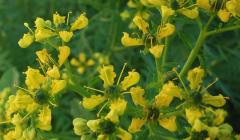 Ruda officinale (Ruta graveolens)