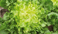 Grüner, runder, vollherziger Endiviensalat