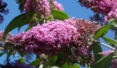 Buddleia de David