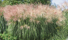 Miscanthus