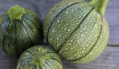 Runde Zucchini aus Nizza