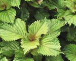 Shiso (Perilla, persil japonais)