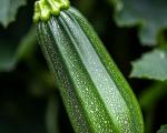 Courgette verte d'Italie
