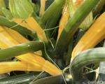 Courgette Gold Rush