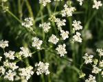 Carvi (Cumin des prés)