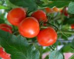 Red cherry tomato