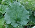 Rhubarbe
