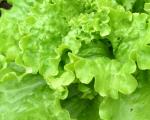 Laitue à couper