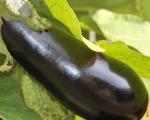 Aubergine de Barbentane