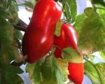 Tomate San Marzano