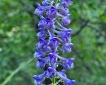 Delphinium