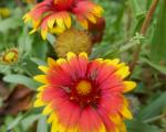 Gaillarde