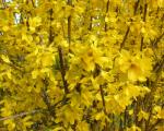 Forsythia