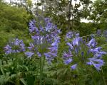 Agapanthus