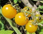 Tomate cerise jaune