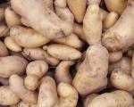 Pomme de terre Ratte