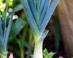 Poireau Bleu de Solaise