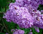 Lilas