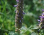 Agastache