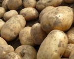 Pomme de terre Agria