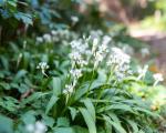 Dreizehenknoblauch