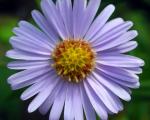 Aster