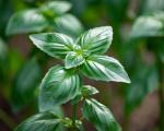 Basilic grand vert