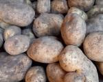 Pomme de terre Bintje