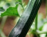 Courgette Black Beauty