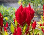 Celosia
