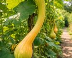 Courge Trompette d'Albenga
