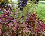 Coleus