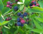 Saskatoon berry