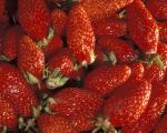 Fraisier Gariguette